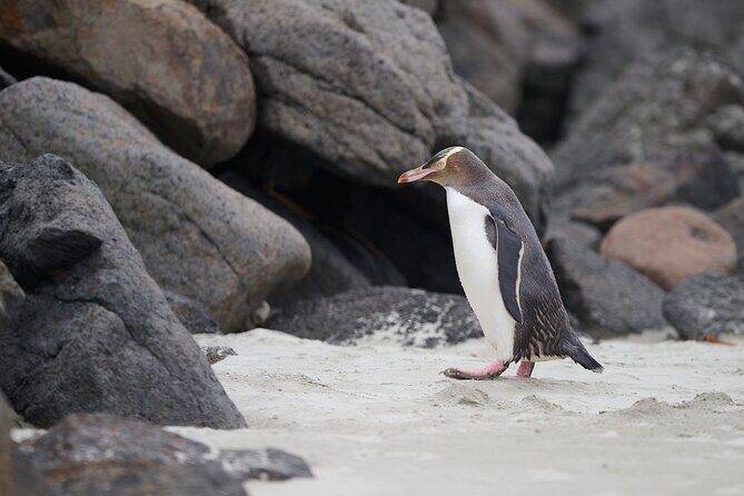 Clearwater Wildlife Tours (small group 10max) Otago Peninsula - Analyzing the Value for Money