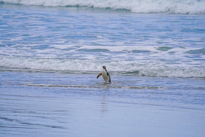 Clearwater Wildlife Tours (small group 10max) Otago Peninsula - The Sum Up: Who Is This Tour Best For?
