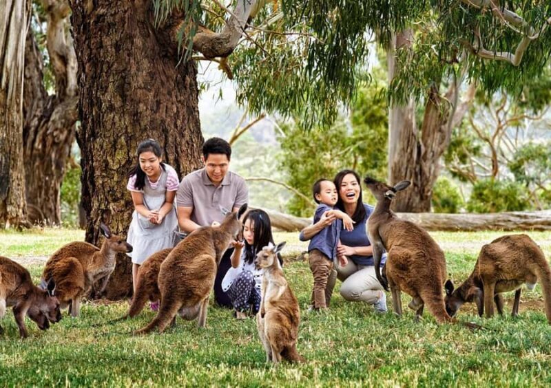 Cleland Wildlife Park Experience with Mount Lofty Summit - Key Points