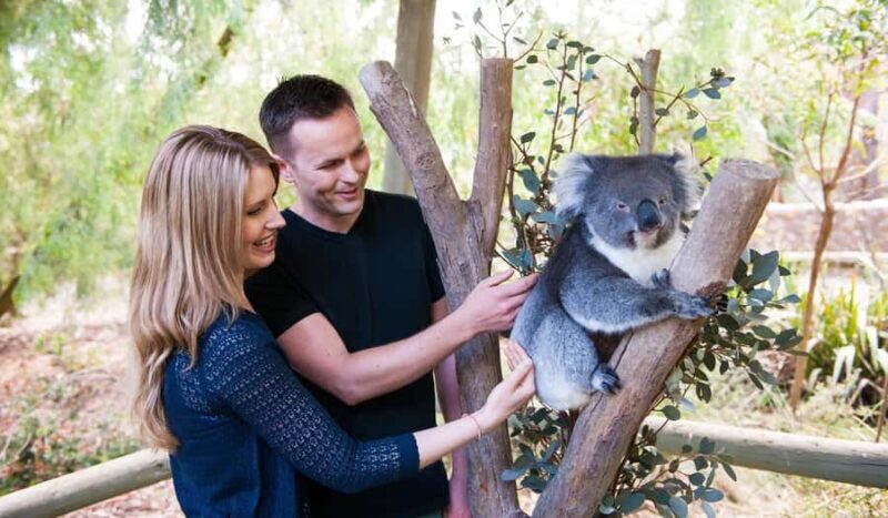 Cleland Wildlife Park Experience with Mount Lofty Summit - An Overview of the Tour Experience