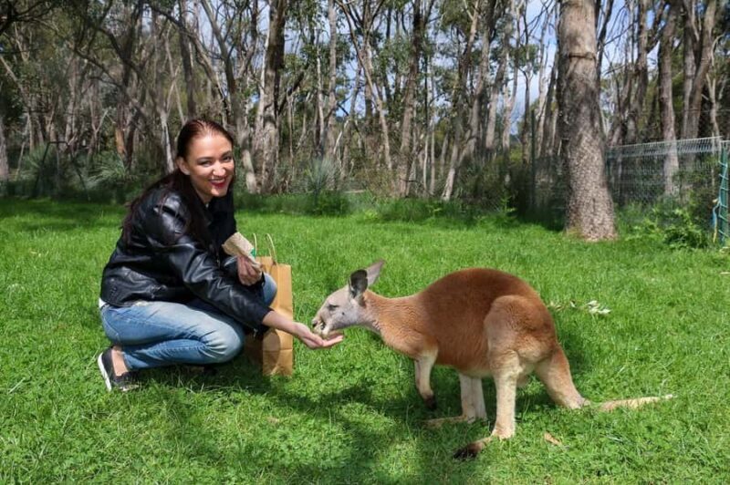 Cleland Wildlife Park Experience with Mount Lofty Summit - Self-Guided Trails and Additional Attractions