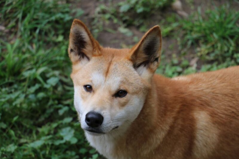 Cleland Wildlife Park Experience with Mount Lofty Summit - Practical Aspects: Transport, Cost, and Timing