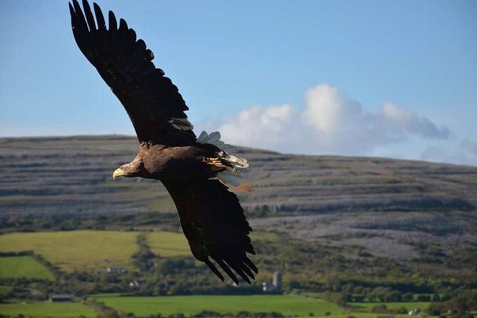 Cliffs of Moher & Burren Day Tour with a 2 hour stop at Cliffs - Final Thoughts