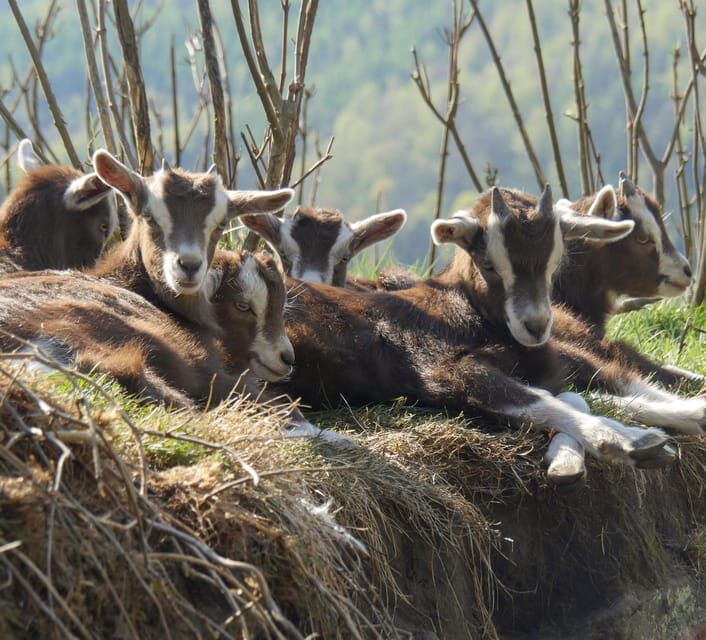 Climb the mountains together with goats - The Value of a Goat-Led Hike in Saxony