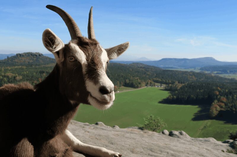 Climb the mountains together with goats - FAQs