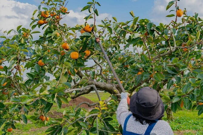 Cloud Hunting and The Glow of Dawn Tour in Da Lat - Practical Considerations