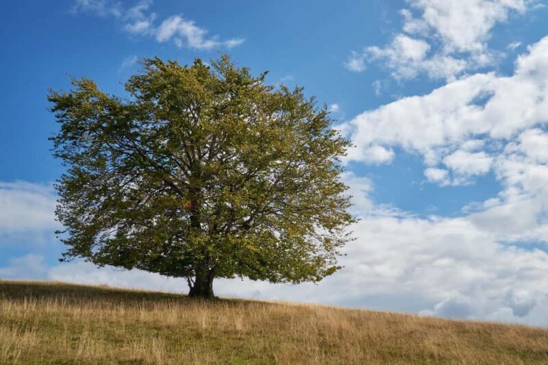 Cluj: Private Nature and Wildlife Photography Class - Who Would Love This Experience?