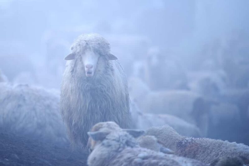 Cluj: Private Nature and Wildlife Photography Class - FAQ