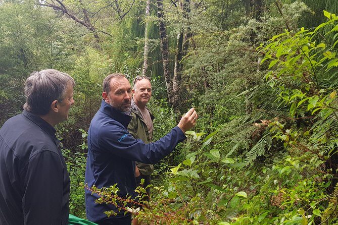 Coast and Rainforest Eco-Tour from Auckland with Picnic Lunch - An In-Depth Look at the Itinerary