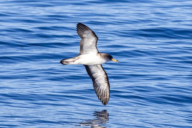 Coastal boat tour in Ribeira Grande and Porto Formoso - FAQ