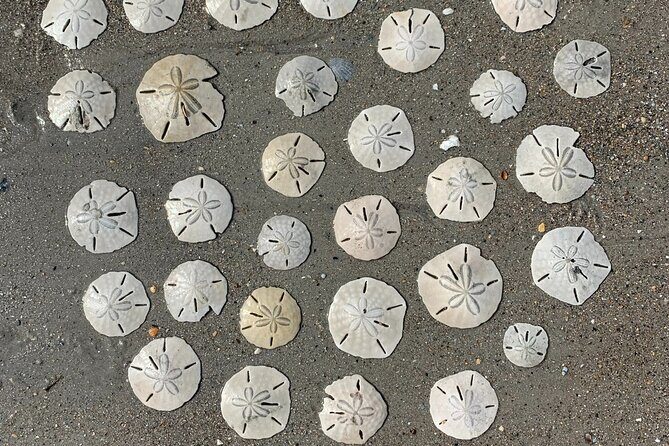 Coastal Excursion/Sunset Cruise/Sand Dollars/Sea Shells/Horses - Who Would Love This Tour?