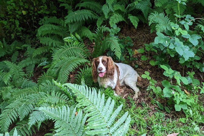 Coastal Foraging and Folklore Tour - The Coastal Walk and Its Highlights