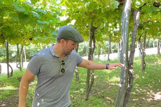 Coastal "Winery Camino Trail" Walking Tour from San Sebastian - Trip Highlights Based on Reviews