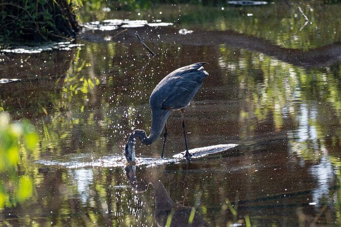 Coba and Punta Laguna Guided Birdwatching Private Tour - A Deep Dive into the Tour Experience