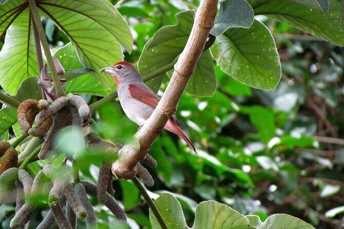 Coba and Punta Laguna Guided Birdwatching Private Tour - Final Thoughts