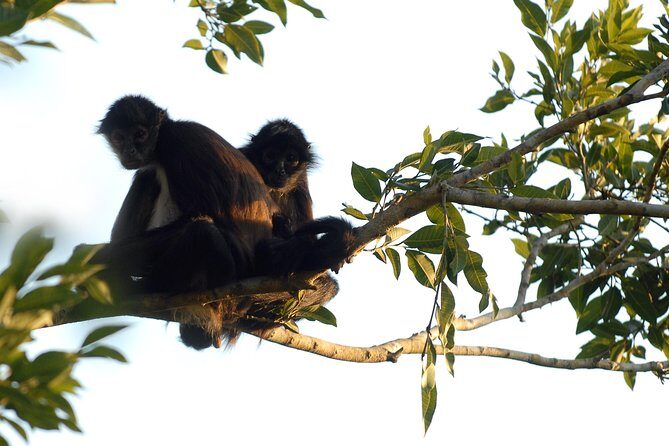 Coba Ruins, Punta Laguna Nature Reserve, Cenote and Mayan family - Who Should Book This?