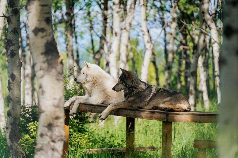 Cochrane: Yamnuska Wolfdog Sanctuary Tour - Authentic Feedback from Visitors
