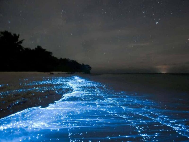Cocoa Beach: Clear Kayak Bioluminescence Tour - An In-Depth Look at the Bioluminescence Tour