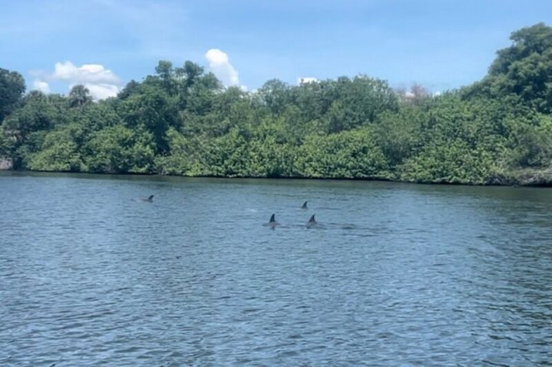 Cocoa Beach: Dolphin and Manatee Kayak or Paddle Tour - Key Points
