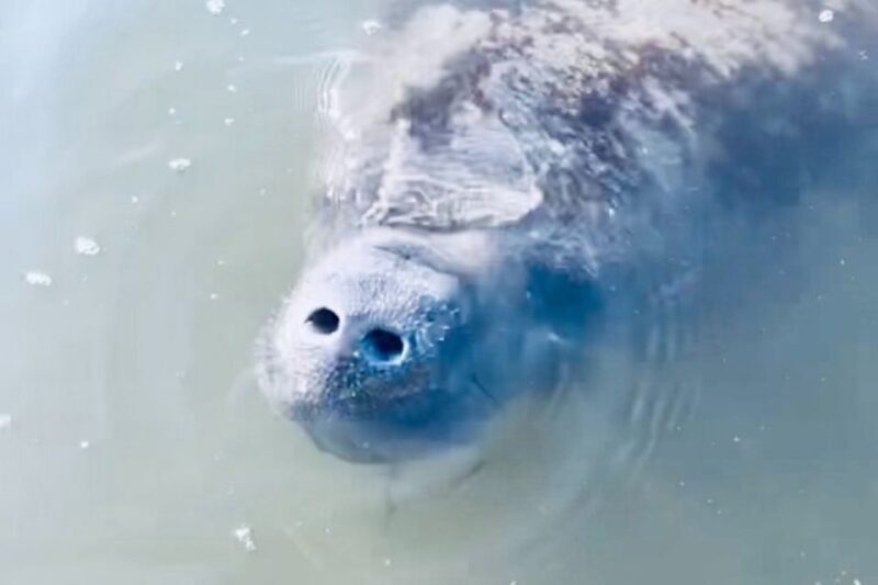 Cocoa Beach: Dolphin and Manatee Kayak or Paddle Tour - An In-Depth Review of the Cocoa Beach Wildlife Tour