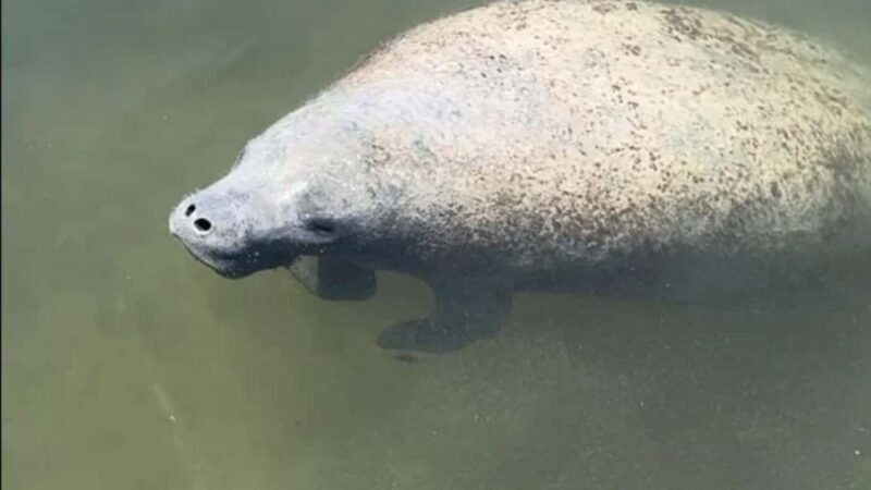 Cocoa Beach: Dolphin & Manatee Pontoon Cruise - FAQ