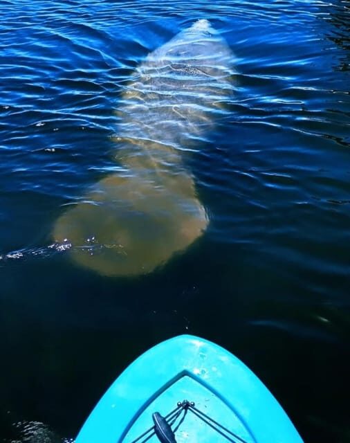 Cocoa Beach/Merritt Island: Guided Dolphin and Manatee Tour - An In-Depth Look at the Merritt Island Guided Kayak Eco-Tour