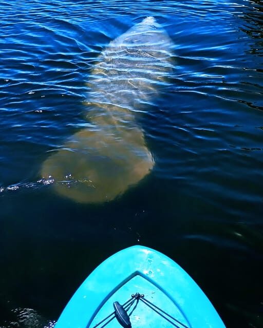 Cocoa Beach/Merritt Island: Guided Dolphin and Manatee Tour - Final Thoughts