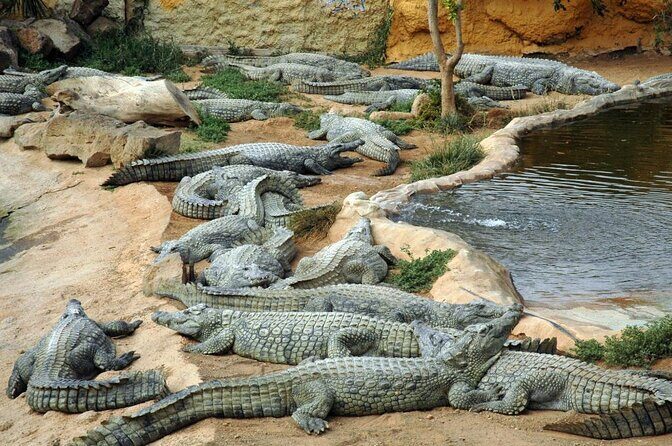 Cocodrilo Park Zoo Admission Ticket in Agüimes - Introduction