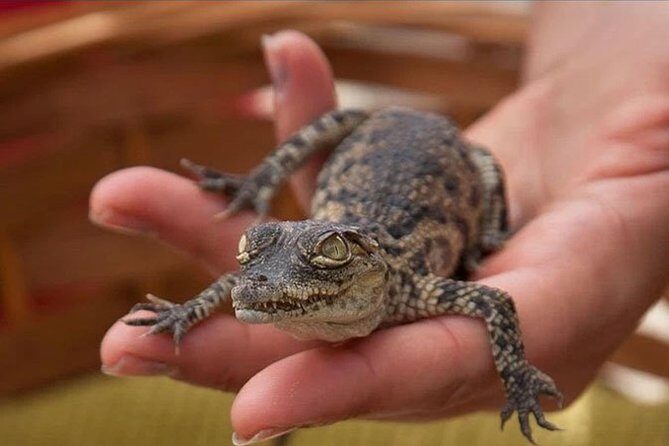 Cocodrilo Park Zoo Admission Ticket in Agüimes - Practical Tips for Visiting
