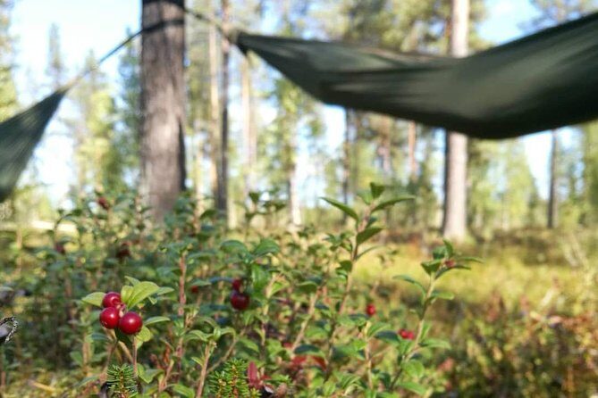 Cocooning in the HaliPuu forest: The ultimate Arctic hammock relaxation - Refreshing and Nourishing Finish