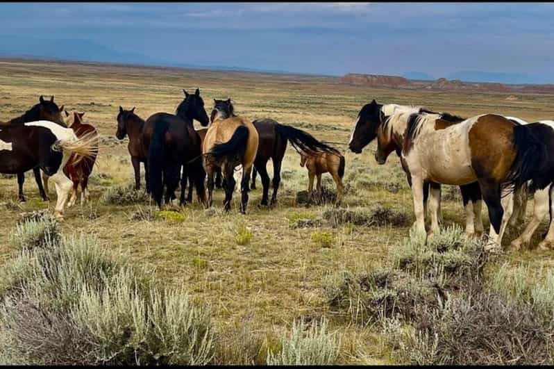 Cody: Red Canyon Wild Mustang Tour - A Closer Look at the Cody Red Canyon Wild Mustang Tour