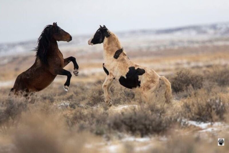 Cody: Red Canyon Wild Mustang Van or Bus Tour - Who Should Consider This Tour?