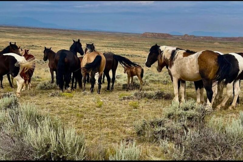 Cody: Wild Mustang Small Group Eco Tour - Why This Tour Works Well