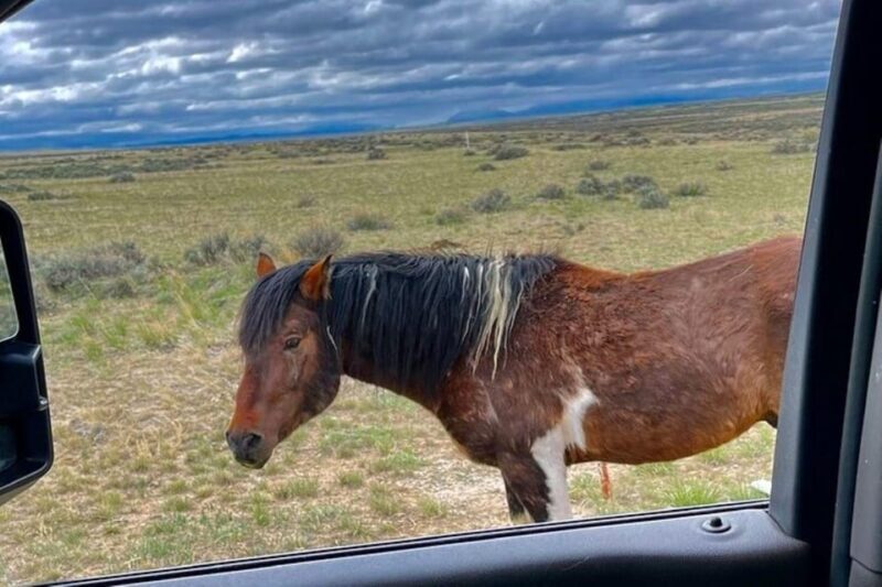 Cody: Wild Mustang Small Group Eco Tour - Practical Tips for Your Trip