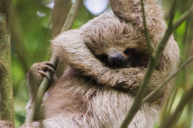 Coffee & Chocolate Tour+Sloths Park & Llanos de Cortez Waterfall - In-Depth Look at the Itinerary