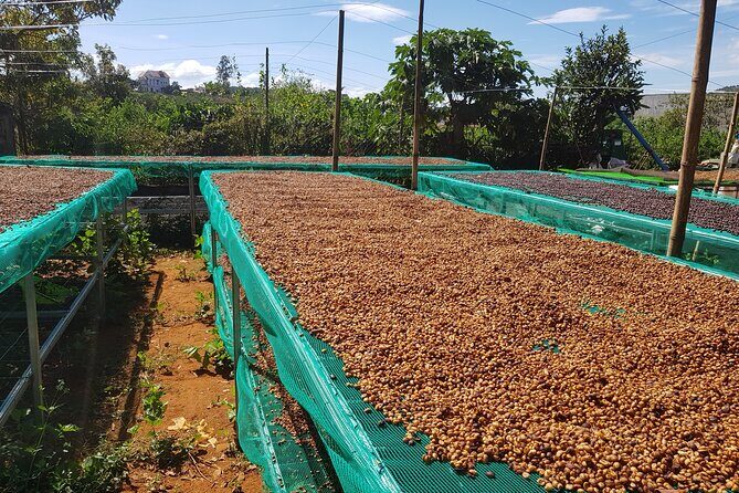 Coffee & Culture Experience _From Farm to Cup by Elon Farm - Final Thoughts