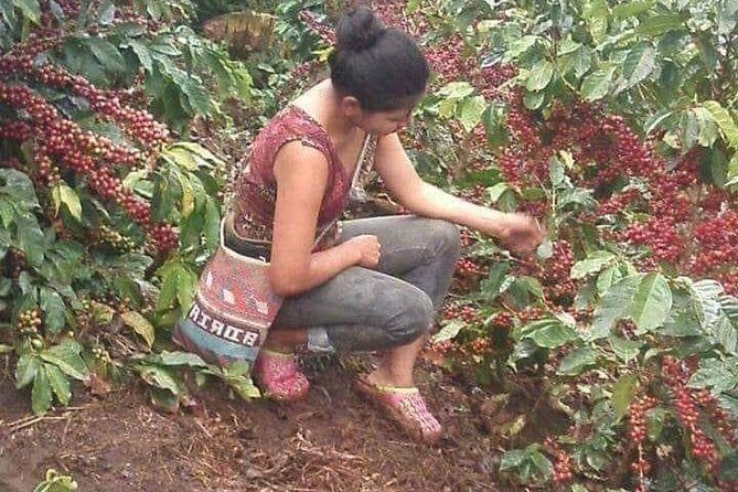 Coffee Plantation Experience - An In-Depth Look at the Coffee Plantation Experience