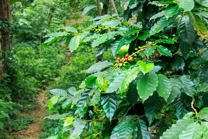 Coffee Plantation Experience - FAQ