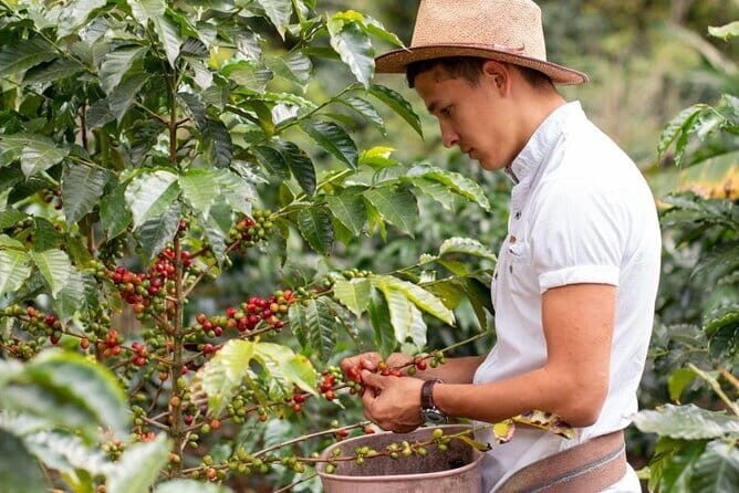 Coffee, Wine and Tea Da Lat's Agricultural Treasures Tour - Discovering Da Lat’s Agricultural and Cultural Riches