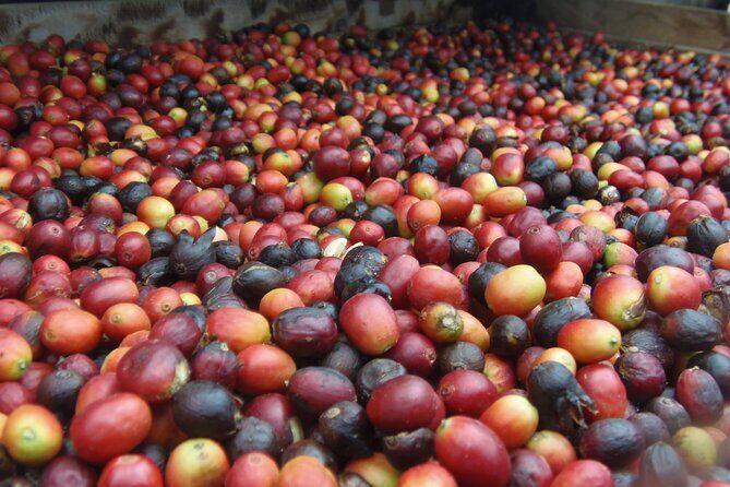 Coffee & Wine: North Route of Gran Canaria Tour - Starting Point: Arucas – The Neo-Gothic Charm and Banana Fields