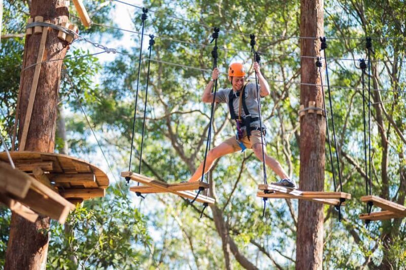 Coffs Harbour: Treetops Adventure Tree Ropes Course - Key Points