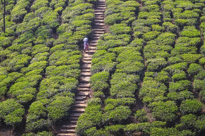 Coimbatore to Ooty- transfers+Hotel+Sightseeing - Who Is This Tour Best For?