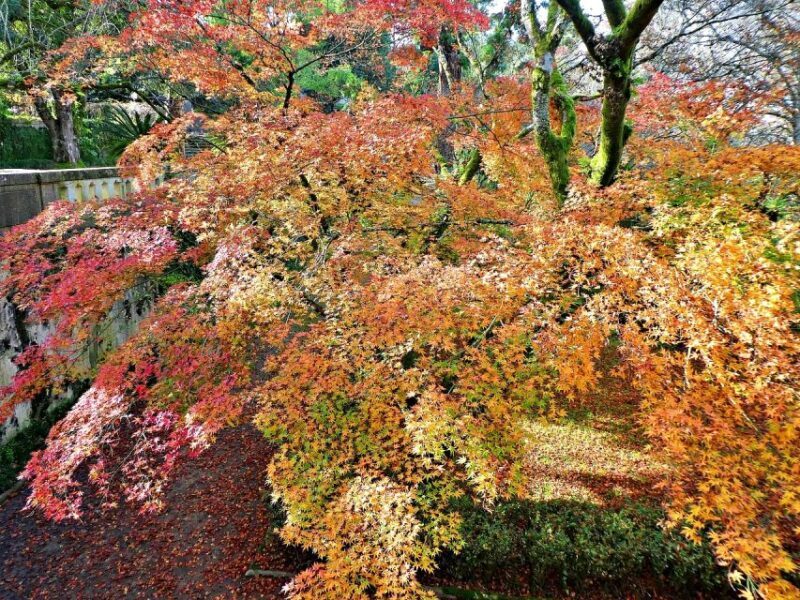 Coimbra: Discover the Charms and Highlights Walking Tour - FAQs