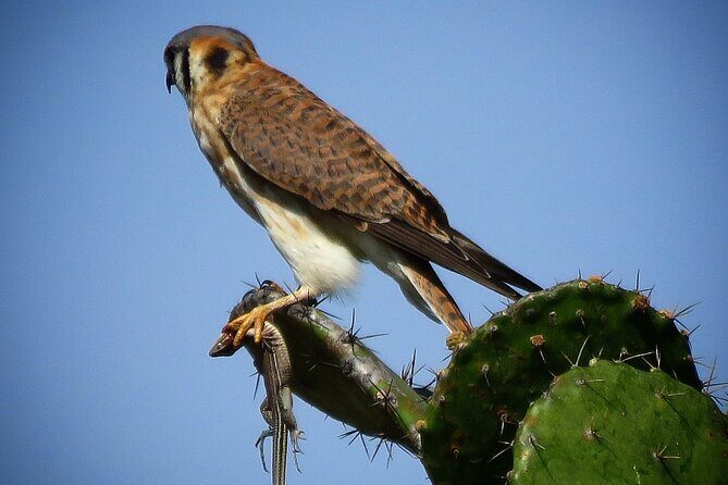 Colima Volcano Birdwatching Tour - An In-Depth Look at the Experience