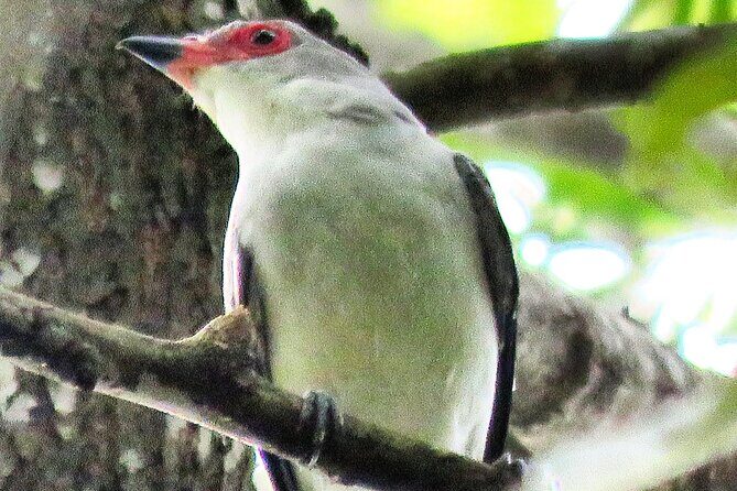Colima Volcano Birdwatching Tour - FAQs