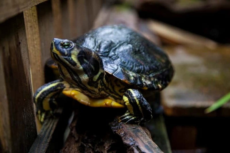 Collodi: Pinocchio Park & Villa Garzoni Grounds Entry Ticket - A Closer Look at the Experience