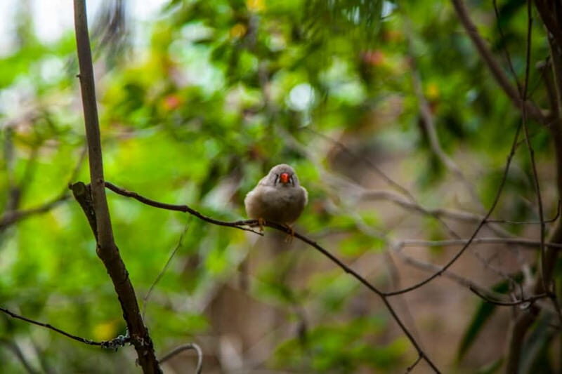 Collodi: Pinocchio Park & Villa Garzoni Grounds Entry Ticket - FAQ