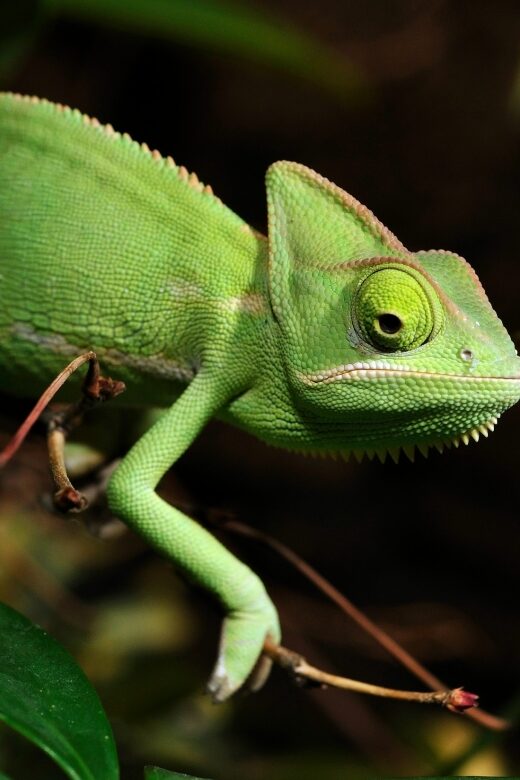 Cologne: Cologne Zoo and Aquarium Entry Ticket - The Experience from Visitor Reviews