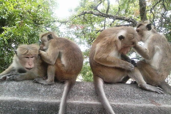 Colombo to Dambulla Sigiriya 02 Days Tour with Safari - An In-Depth Look at the Tour Experience