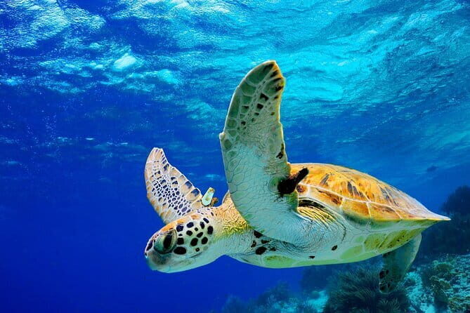 Colombo to Galle All Inclusive Private Day Tour - Exploring Sri Lanka: The Colombo to Galle All-Inclusive Private Day Tour